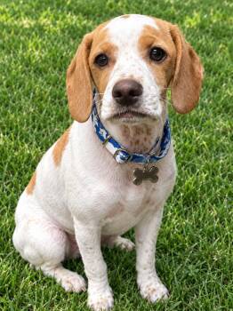 Rain -  Beagle and Cocker Spaniel Dog for Adoption in Sudbury, Massachusetts - Rain | PetCurious