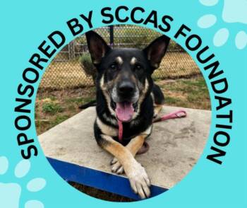 JEFFERSON* -  German Shepherd Dog and Mixed Breed Dog for Adoption in Santa Cruz, California - JEFFERSON* | PetCurious