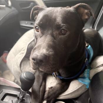 Cindy Bell -  Mixed Breed Dog for Adoption in Philadelphia, Pennsylvania - Cindy Bell | PetCurious