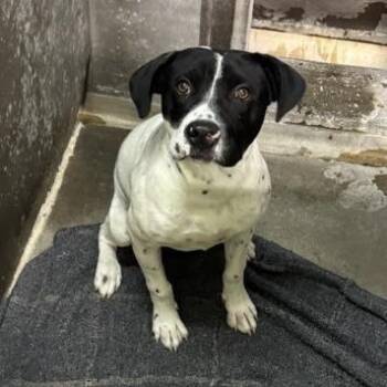 Pluto -  Mixed Breed Dog for Adoption in Spokane, Washington - Pluto | PetCurious