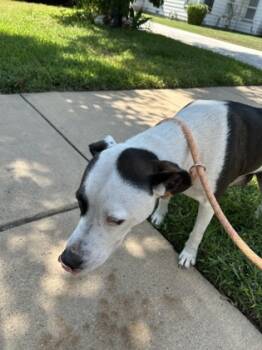 Rescue Terrier and Mixed Breed Dogs for Adoption in Fort Worth, Texas - 59379370 | PetCurious