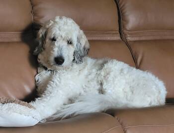 Dorothy -  Standard Poodle and Great Pyrenees Dog for Adoption in Catlettsburg, Kentucky - Dorothy | PetCurious