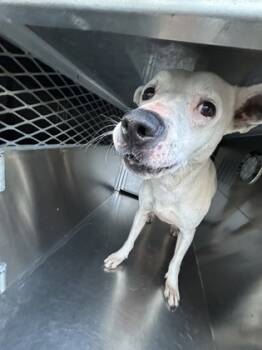 Rescue Mixed Breed Dogs for Adoption in Fort Worth, Texas - Lynn | PetCurious