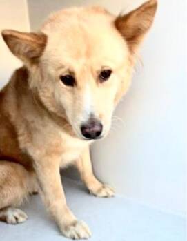 Carolina Dog Dogs Available for Adoption in Houston, Texas - A656585 | PetCurious