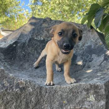 Murphy -  Chihuahua and Yorkshire Terrier Dog for Adoption in Vacaville, California - Murphy | PetCurious