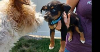 Merlin the Duck -  Mixed Breed Dog for Adoption in Spokane, Washington - Merlin The Duck | PetCurious
