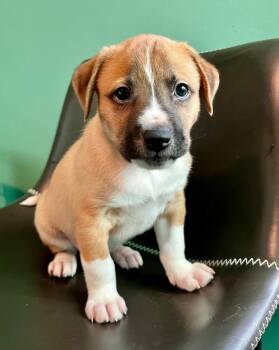 Rescue Shepherd and Retriever Dogs for Adoption in Minneapolis, Minnesota - Luca | PetCurious