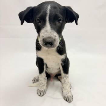767 (2026) Amarillo -  Australian Cattle Dog Blue Heeler and Mixed Breed Dog for Adoption in Parker, Colorado - 767 (2026) Amarillo | PetCurious