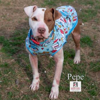 Rescue Pit Bull Terrier Dogs for Adoption in Ridgely, Maryland - PePe | PetCurious