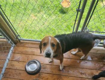 Darell -  Beagle Dog for Adoption - Darell | PetCurious
