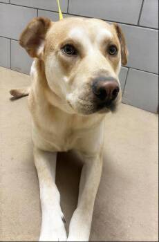 Banjo -  Mixed Breed Dog Available for Adoption in Nashville, Tennessee - Banjo | PetCurious