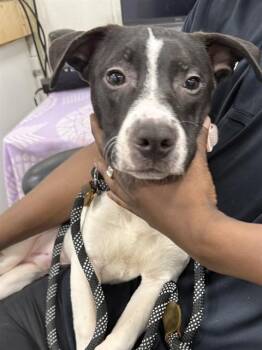 SPOTS -  Pit Bull Terrier Dog for Adoption - SPOTS | PetCurious