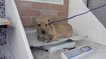 Chihuahua and Mixed Breed Dogs Available for Adoption in Houston, Texas - MOUSE | PetCurious