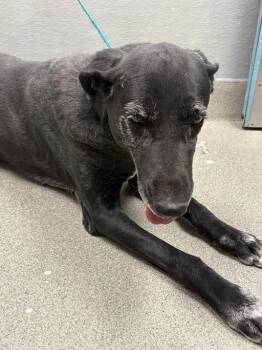 BAGGERA -  Great Dane and Mixed Breed Dog Available for Adoption in Las Vegas, Nevada - BAGGERA | PetCurious