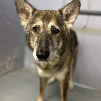 COYOTE -  Shepherd and Mixed Breed Dog for Adoption in Kyle, Texas - COYOTE | PetCurious