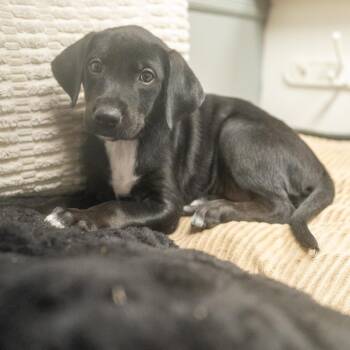 Praline -  Labrador Retriever and Mixed Breed Dog for Adoption in Pawling, New York - Praline | PetCurious