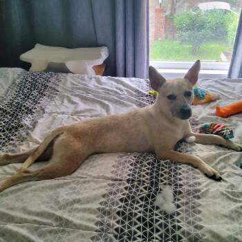 Wally the Chi-ller Calm, Clever & Completely Charming -  Australian Cattle Dog Blue Heeler and Chihuahua Dog for Adoption in Houston, Texas - Wally The Chi-ller Calm, Clever & Completely Charming | PetCurious
