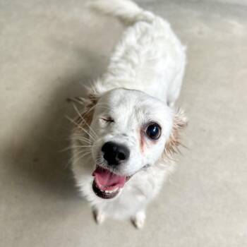 Erca - Chino Hills Location -  Papillon and Mixed Breed Dog for Adoption in Chino Hills, California - Erca - Chino Hills Location | PetCurious
