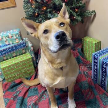 Rescue Akita and Siberian Husky Dogs for Adoption in Elbow Lake, Minnesota - Levi | PetCurious