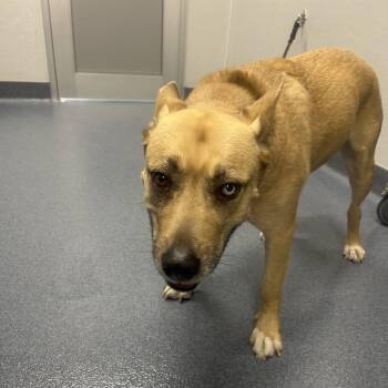 Modesto -  Akita and Husky Dog for Adoption in Saint Joseph, Missouri - Modesto | PetCurious