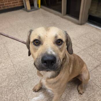 Fredrick -  Pit Bull Terrier Dog for Adoption in Birmingham, Alabama - Fredrick | PetCurious