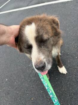 Collie Dogs Available for Adoption in Silver Spring, Maryland - Missouri | PetCurious