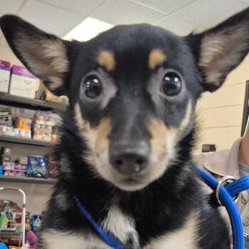 Taco -  Mixed Breed Dog for Adoption in Lake Panasoffkee, Florida - Taco | PetCurious