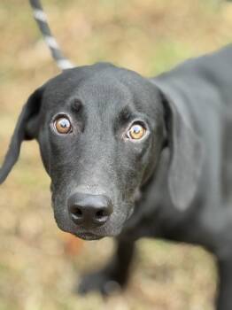 Rescue Labrador Retriever Dogs for Adoption in Meherrin, Virginia - Arlo | PetCurious