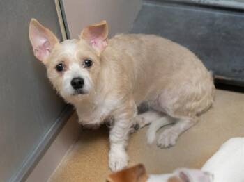 CINDY BEAR -  Terrier and Mixed Breed Dog for Adoption in Martinez, California - CINDY BEAR | PetCurious