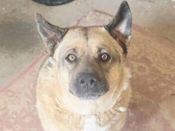Whiskey -  German Shepherd Dog and Mixed Breed Dog for Adoption in El Paso, Texas - Whiskey | PetCurious