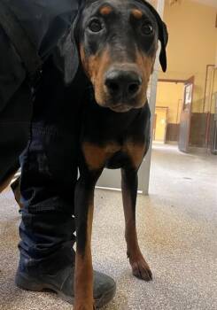 CHASE -  Doberman Pinscher Dog Available for Adoption in Blythe, California - CHASE | PetCurious