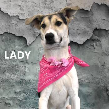 Mixed Breed Dogs Available for Adoption in Yuma, Arizona - Daisy | PetCurious