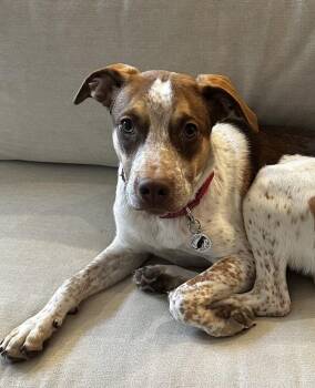 Cooper -  Cattle Dog and Mixed Breed Dog for Adoption in Denver, Colorado - Cooper | PetCurious