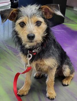 Rescue Yorkshire Terrier and Terrier Dogs for Adoption in Anna, Illinois - Samson | PetCurious
