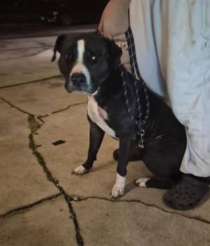 American Staffordshire Terrier Dogs Available for Adoption in San Antonio, Texas - A806229 | PetCurious