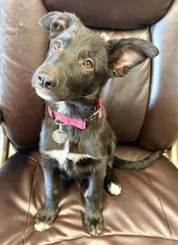 Wren -  Border Collie and German Shepherd Dog Dog for Adoption in Carson City, Nevada - Wren | PetCurious