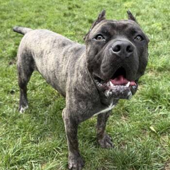 Gregory -  Cane Corso Dog for Adoption in Dayton, Ohio - Gregory | PetCurious