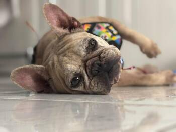 French Bulldog Dogs Available for Adoption in Palm Coast, Florida - Ariel | PetCurious