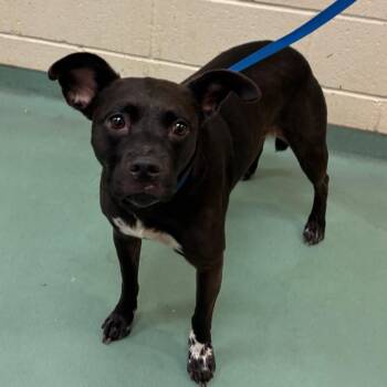Katia -  Mixed Breed Dog for Adoption in Memphis, Tennessee - Katia | PetCurious