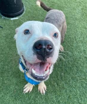 MIMO KING -  Mixed Breed Dog for Adoption in Dallas, Texas - MIMO KING | PetCurious