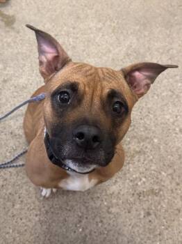 Rescue Boxer Dogs for Adoption in Cleveland, Ohio - Jaycie | PetCurious