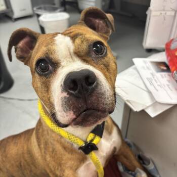 Mina -  Mixed Breed Dog for Adoption in Skokie, Illinois - Mina | PetCurious