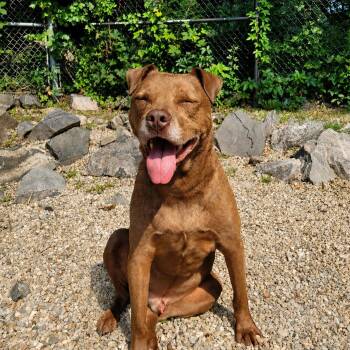 Rocco -  American Staffordshire Terrier Dog for Adoption in Middlebury, Connecticut - Rocco | PetCurious