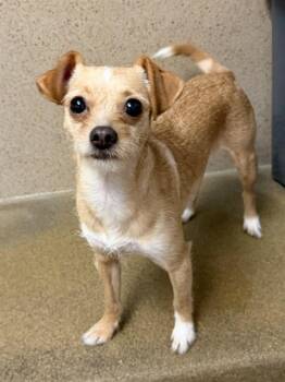 Chihuahua and Cairn Terrier Dogs Available for Adoption in Sacramento, California - WHEATIES | PetCurious