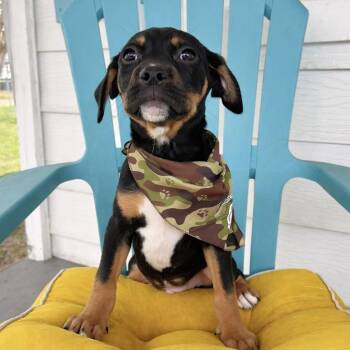 Labrador Retriever Dogs Available for Adoption - Ted | PetCurious