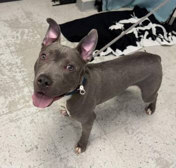 Pit Bull Terrier Dogs Available for Adoption in Salt Lake City, Utah - *Tabasco* | PetCurious