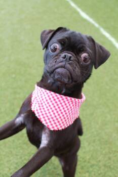 Pug Dogs Available for Adoption in Gardena, California - Shimmer | PetCurious