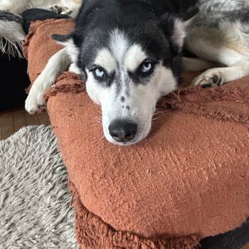 Siberian Husky Dogs Available for Adoption - Bonnie | PetCurious