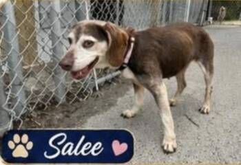 Beagle Dogs Available for Adoption in Waverly, Tennessee - SALLEE | PetCurious