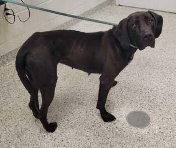 Norma Jean -  Hound and Mixed Breed Dog for Adoption in Kansas City, Missouri - Norma Jean | PetCurious
